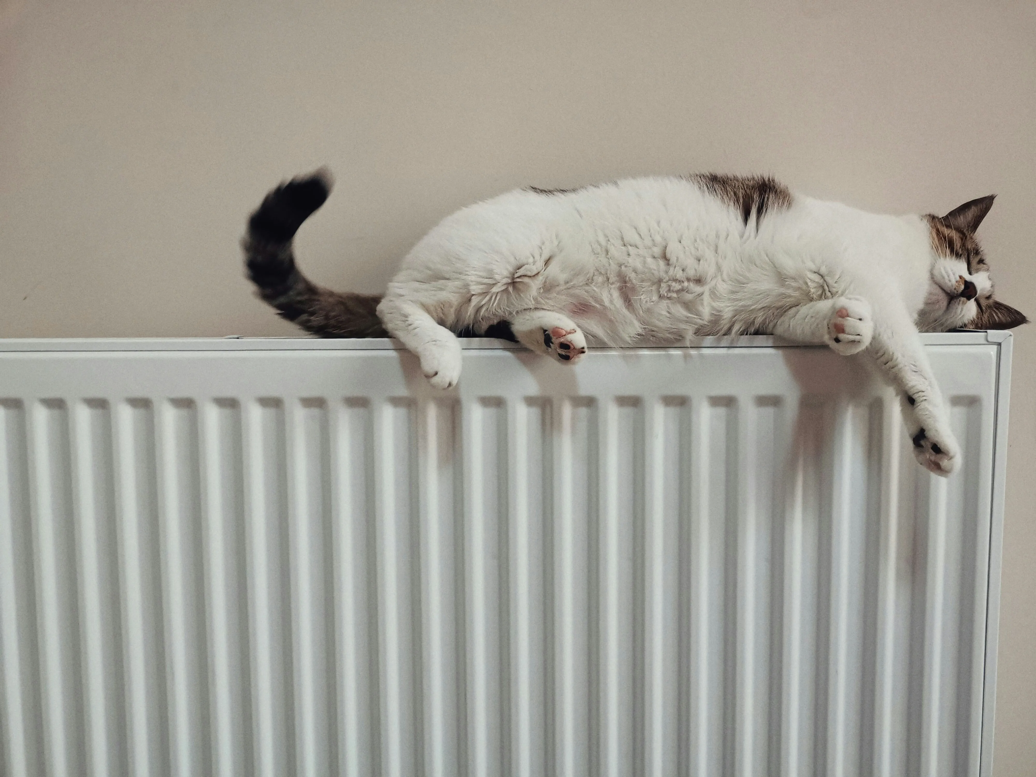 Cat resting on a warm panel radiator — the comfort end of heat-pump running cost